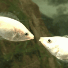 Kissing fish