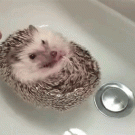 Baby hedgehog boat