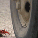 Crab vs. car wheel