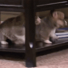 Synchronized puppy fall