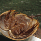 Upside down horseshoe crab