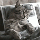 Cat neck massage