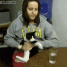 Cat wants to drink from glass