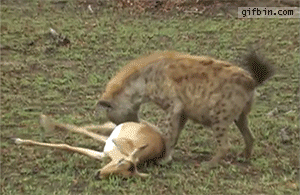 Gazelle's surprise escape