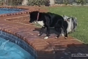 1413219905_dogs_use_teamwork_to_get_ball_out_of_the_pool.gif