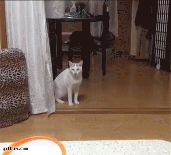 1413813004_cat_walking_to_the_table.gif