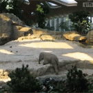 Baby elephant slips and falls on his back