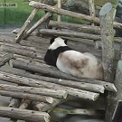 Squirrel scares giant panda at Toronto Zoo