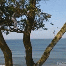 Huge rope swing fall