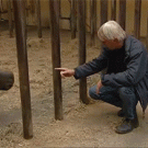 Cute baby rhino escapes from stable