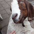 Goat twisting neck