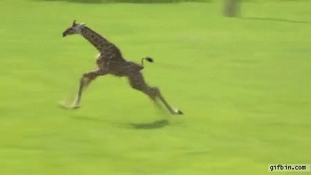 baby-giraffe-slows-down-after-a-run.gif