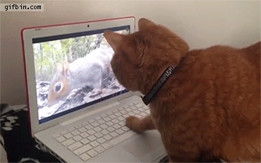 cat-watches-squirrel-on-laptop.gif