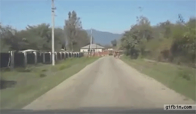 cow-gets-hit-by-car-walks-away.gif