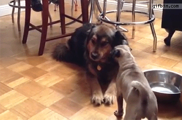pug-spins-when-frightened-by-larger-dog.gif