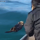 Sleeping otter gets a rude awakening