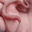 Bloodworm showing its teeth