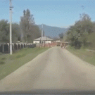 Cow gets hit by car, walks away