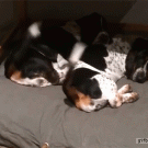 Synchronized tail wagging