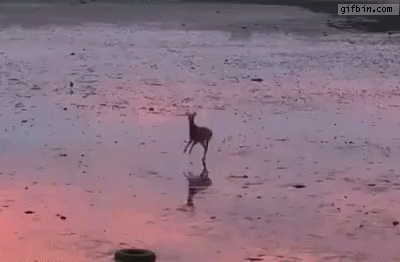 Bouncing deer