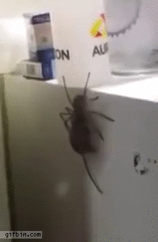 huntsman-spider-carries-mouse-around-on-