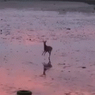 Bouncing deer