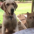 Cat blocks dog's treat