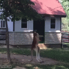 Kangaroo practices fighting