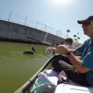 Pelican tries to eat fisherman's Puffer fish