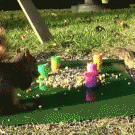 Squirrel shoots slinky at chipmunk
