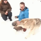 Wolf kiss