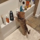 Dog doing cat things