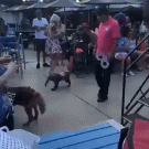 Dog dressed as wind-up elephant