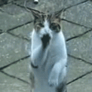 Dancing cat