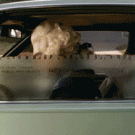 Dollar bill car window