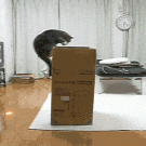 Maru playing with portals