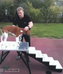 funny animated gif