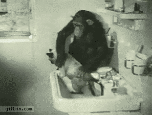 1289385557_chimp-washing-cat.gif