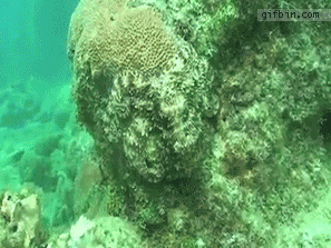 1291113125_octopus-camouflage.gif