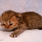 Cute kitten