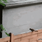 Squirrel jump fail