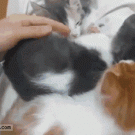 Finding an extra kitten