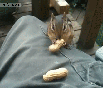 Afbeeldingsresultaat voor squirrel mouth gif