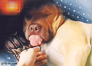 1321035975_dog_sleeps_with_tongue_out.gif