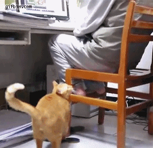 1321036635_cat_wants_attention.gif