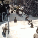 Monkey feeding frenzy