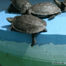 Bully turtle pushes other turtle into pond