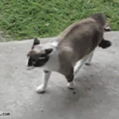 Cat attacks dog