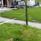 Sneaky duck