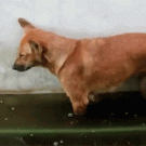 Dog falls asleep in the water